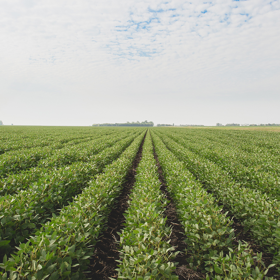 Agriculture Image