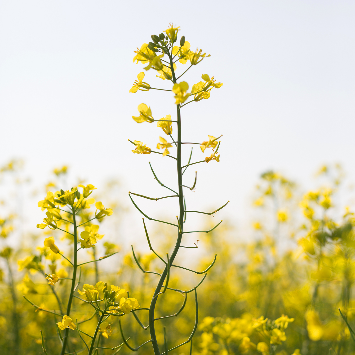 Agriculture Image